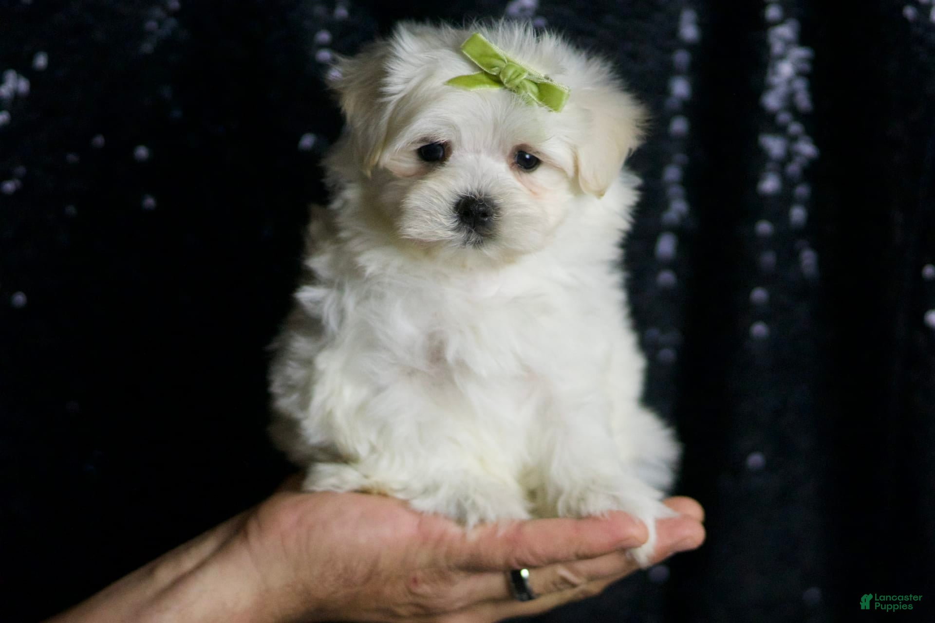 Maltese dogs Mr. Snow - Ad 2