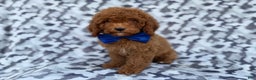 Cockapoo dogs for sale: Stocking - Ad 1