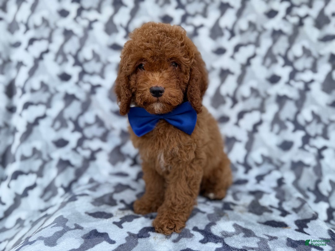 Cockapoo dogs for sale: Stocking - Ad 1