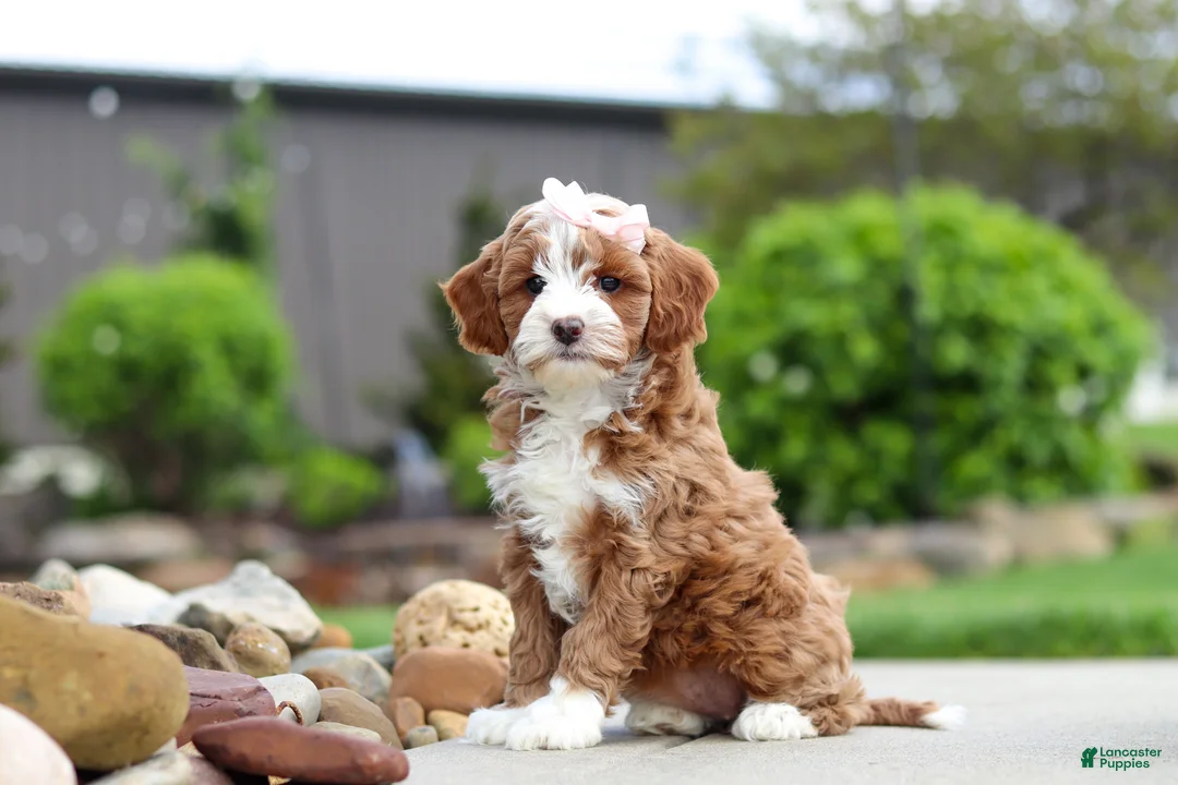 Cavapoo dogs for sale: Peaches - Ad 1