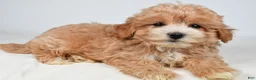 Maltipoo dogs for sale: Cassandra - Ad 6