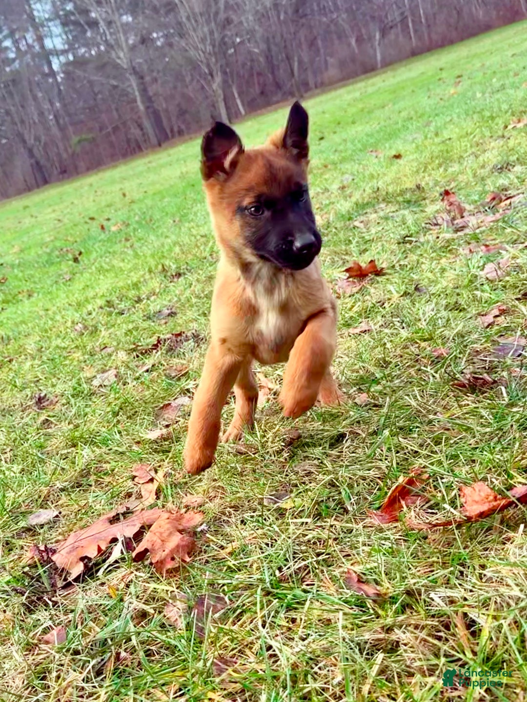 Mixed Breed dogs for sale: Red Collar- Female Fawn - Ad 1