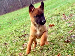 Mixed Breed dogs Red Collar- Female Fawn - Ad 4