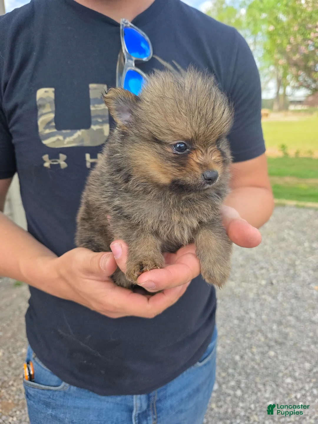 Pomeranian dogs for sale: Tank - Ad 1