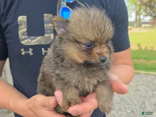 Pomeranian dogs Tank - Ad 11