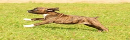 Boxer dogs for sale: Cookie - Ad 8
