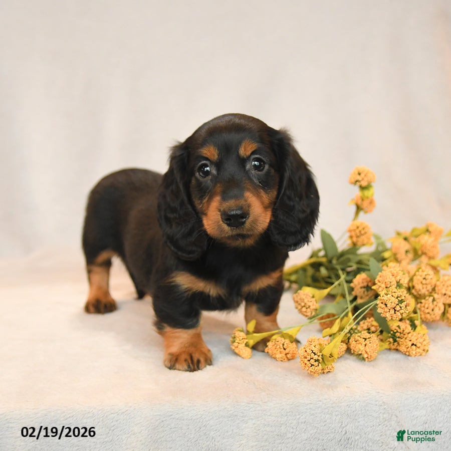 Miniature Dachshund dogs Blake - Ad 1