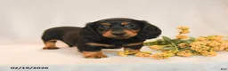 Miniature Dachshund dogs for sale: Blake - Ad 1