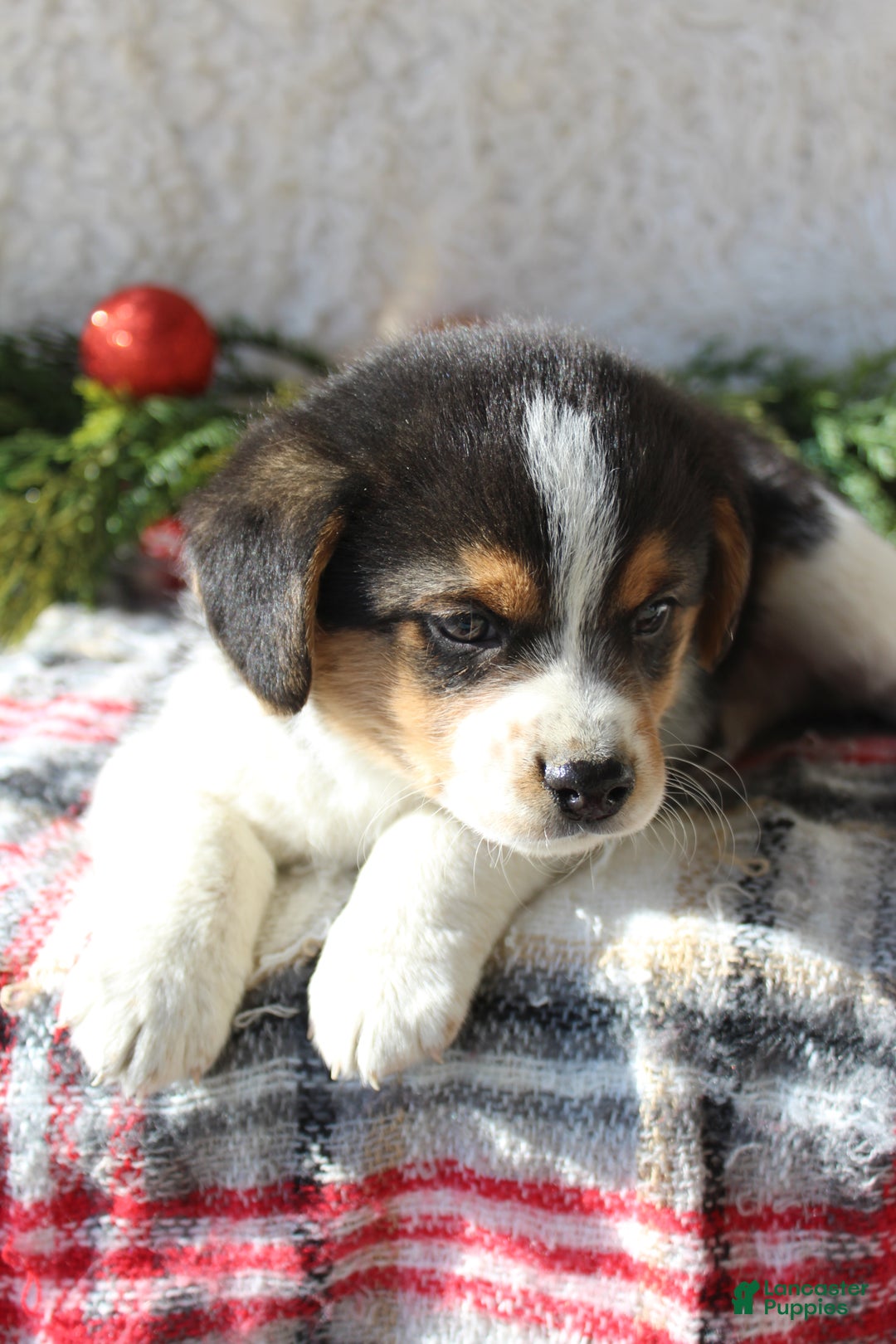 Mixed Breed dogs for sale: Fluffy  - Ad 3