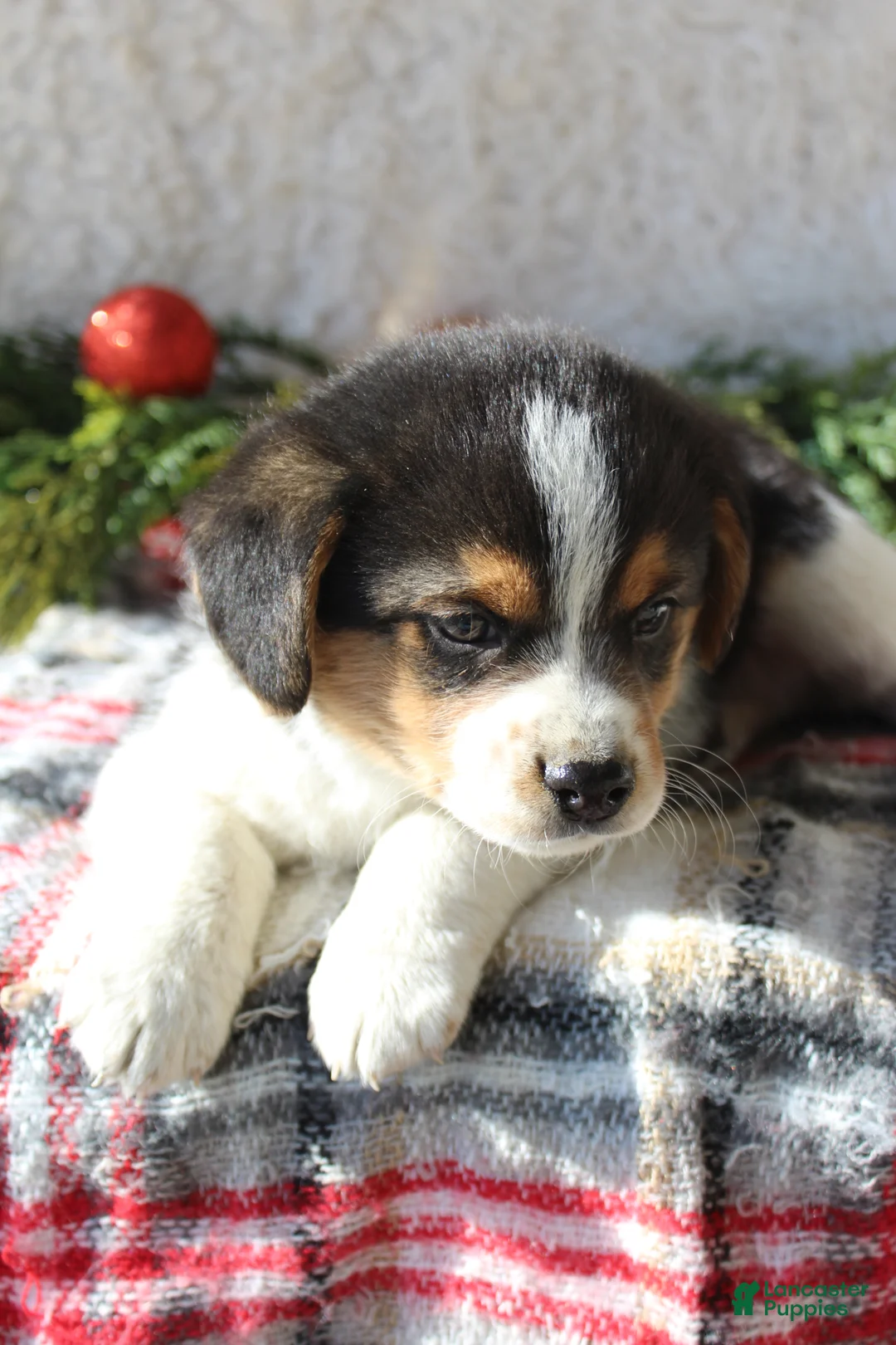 Mixed Breed dogs for sale: Fluffy  - Ad 3