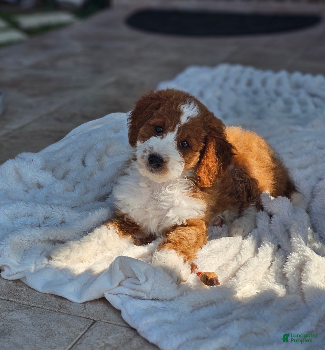 Mini Bernedoodle dogs for sale: Caramel - Ad 11