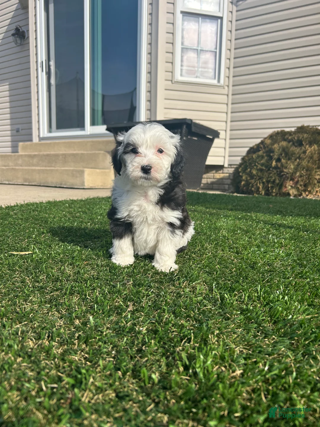 Mixed Breed dogs for sale: Bella - Ad 6