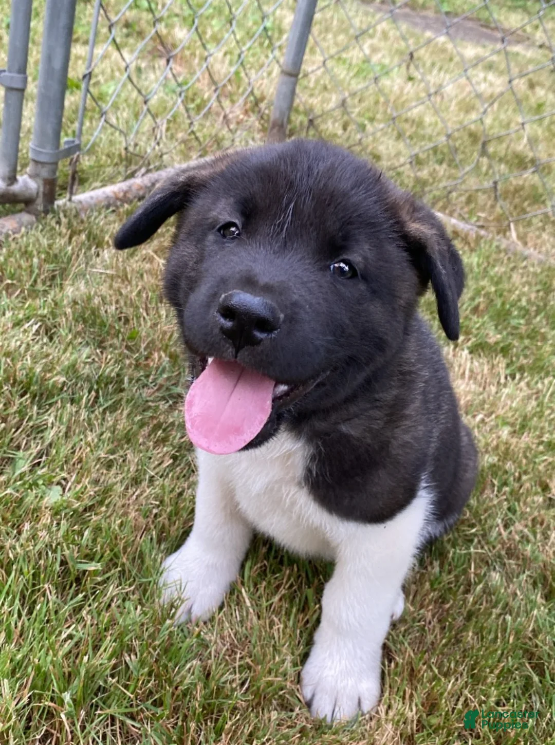 Gallery Image {{count}}