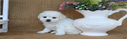 Bichon Frise dogs for sale: Aiden - Ad 9