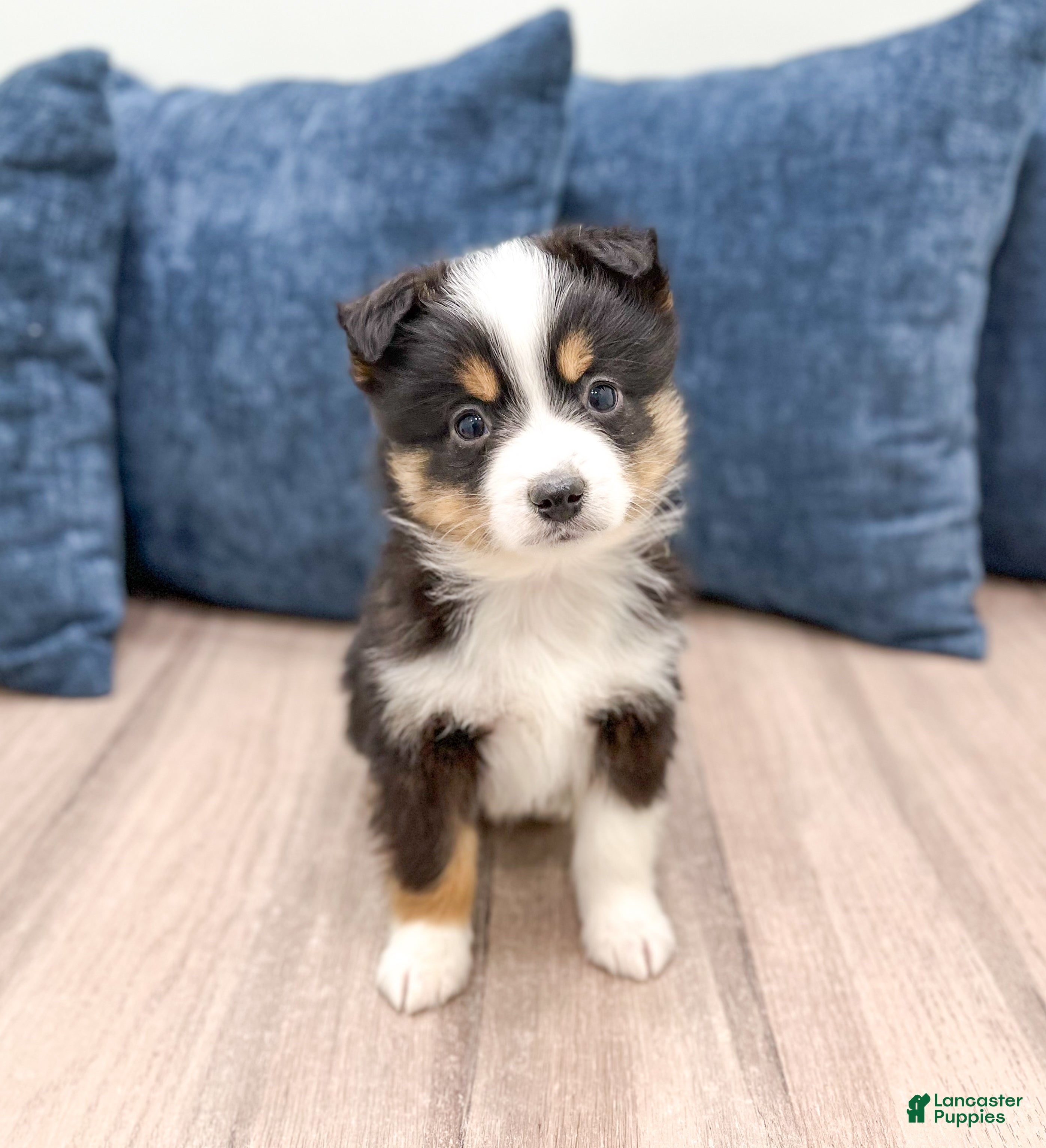 Miniature Australian Shepherd dogs Baxter - Ad 41