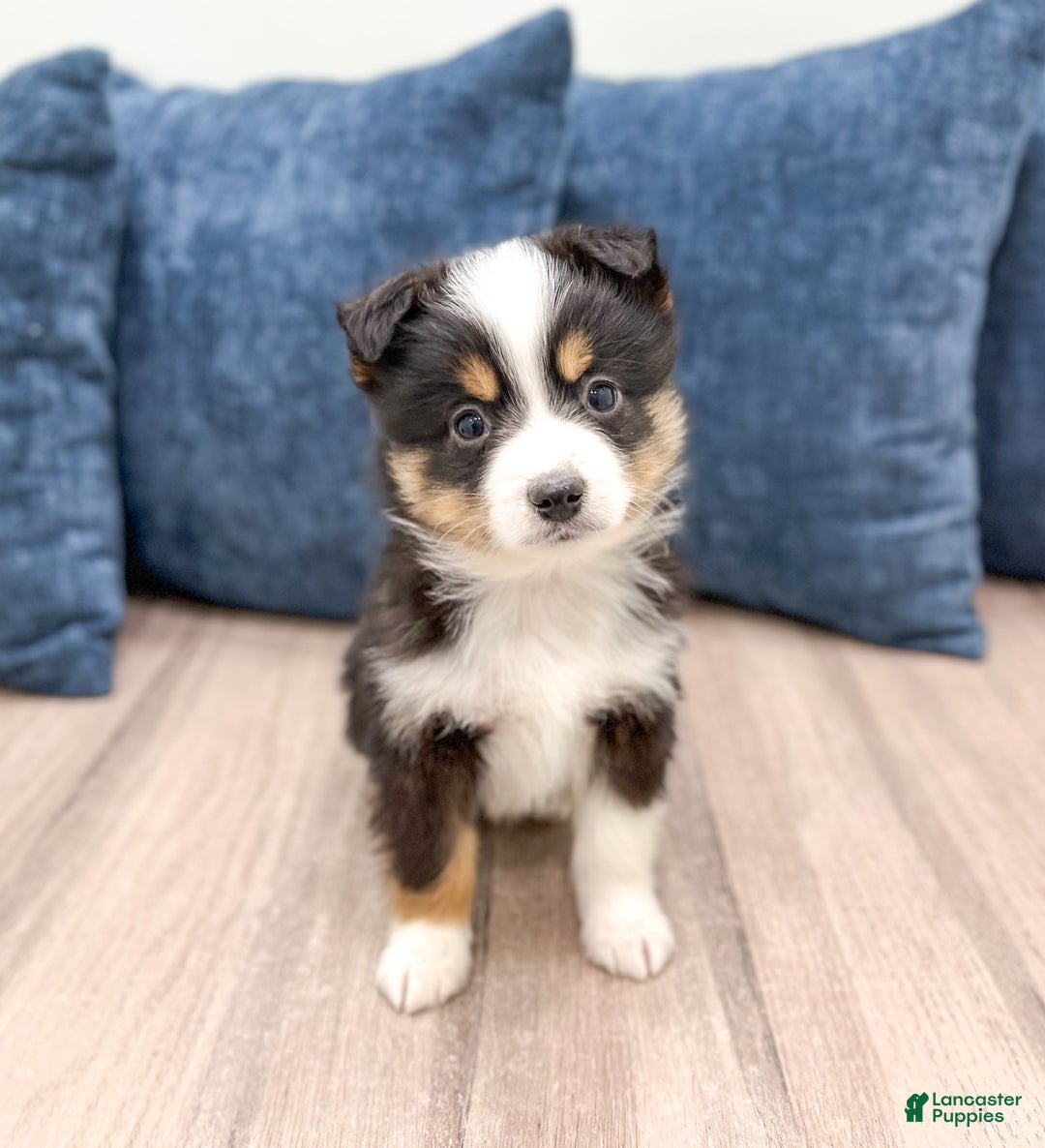 Miniature Australian Shepherd dogs for sale: Baxter - Ad 1