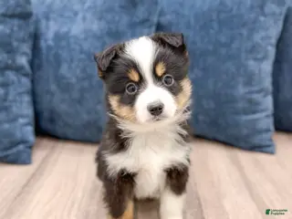 Miniature Australian Shepherd dogs Baxter - Ad 22