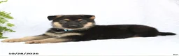German Shepherd dogs for sale: Ringo - Ad 3