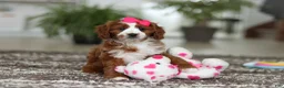 Cavapoo dogs for sale: Angela - Ad 10