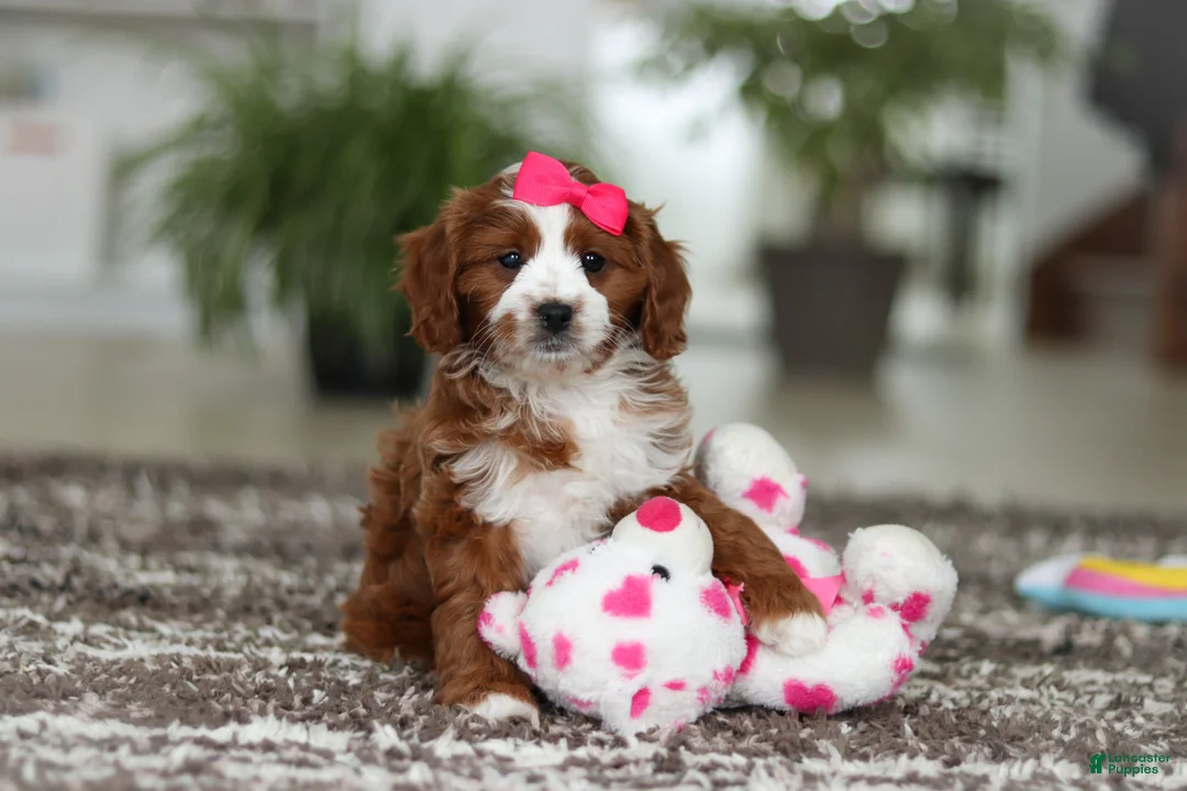Cavapoo dogs for sale: Angela - Ad 10