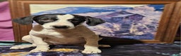 Border Collie dogs for sale: Dolly - Ad 8