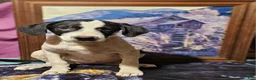 Border Collie dogs for sale: Dolly - Ad 8