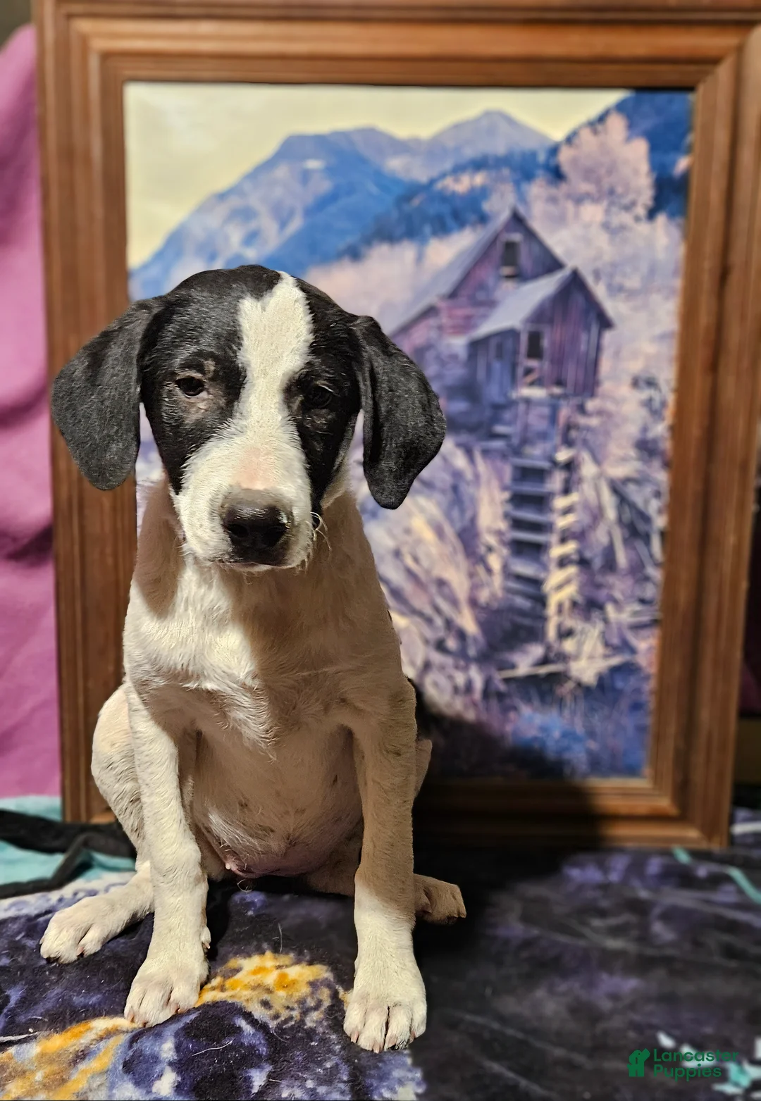 Border Collie dogs for sale: Dolly - Ad 8