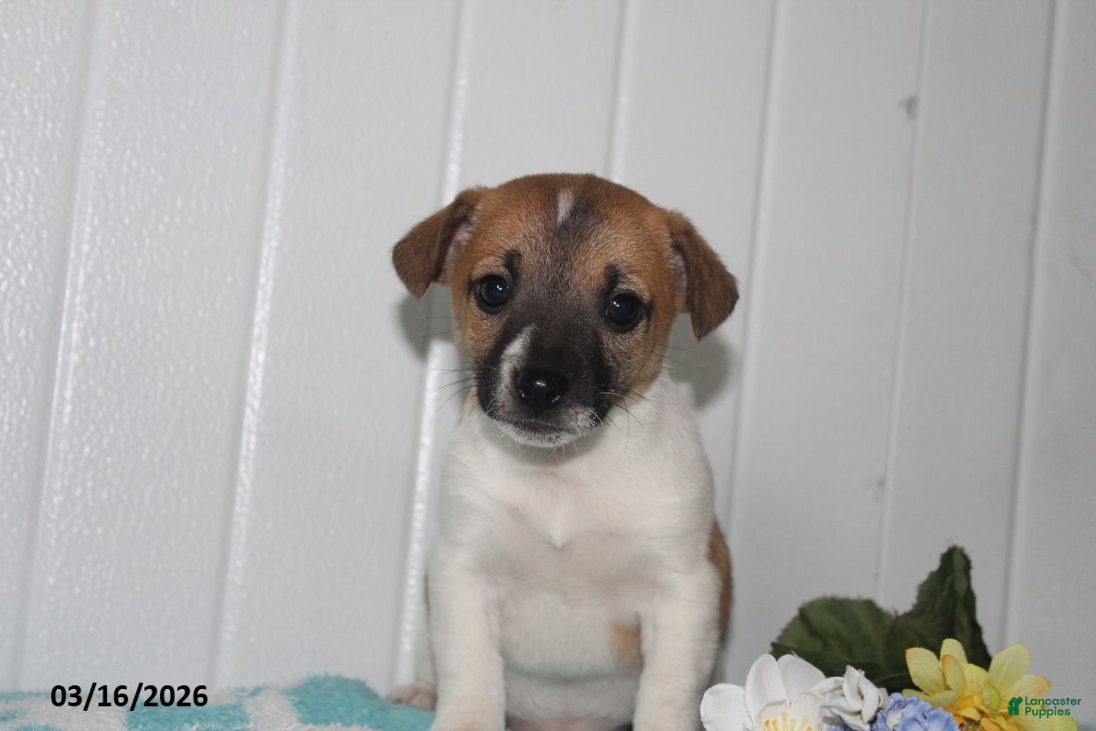 Jack Russell Terrier dogs Teddy - Ad 1