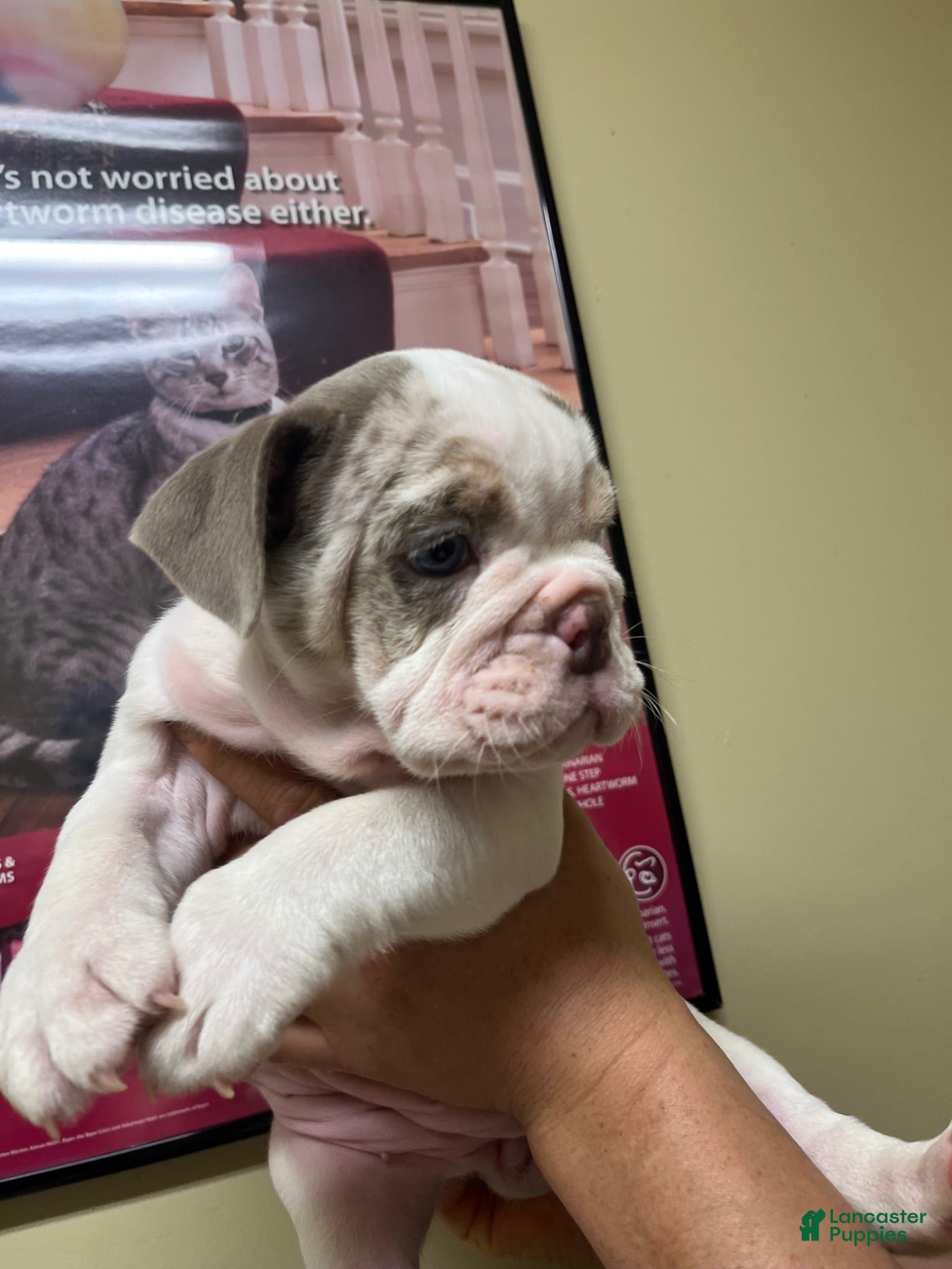 English Bulldog dogs for sale: English Bulldog 3 - Ad 1