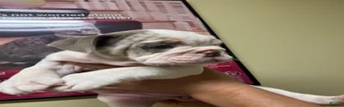 English Bulldog 3