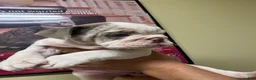 English Bulldog dogs for sale: English Bulldog 3 - Ad 1