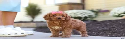Cockapoo dogs for sale: Willow - Ad 19