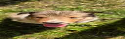 Collie dogs for sale: Collie Puppy 5 - Ad 5