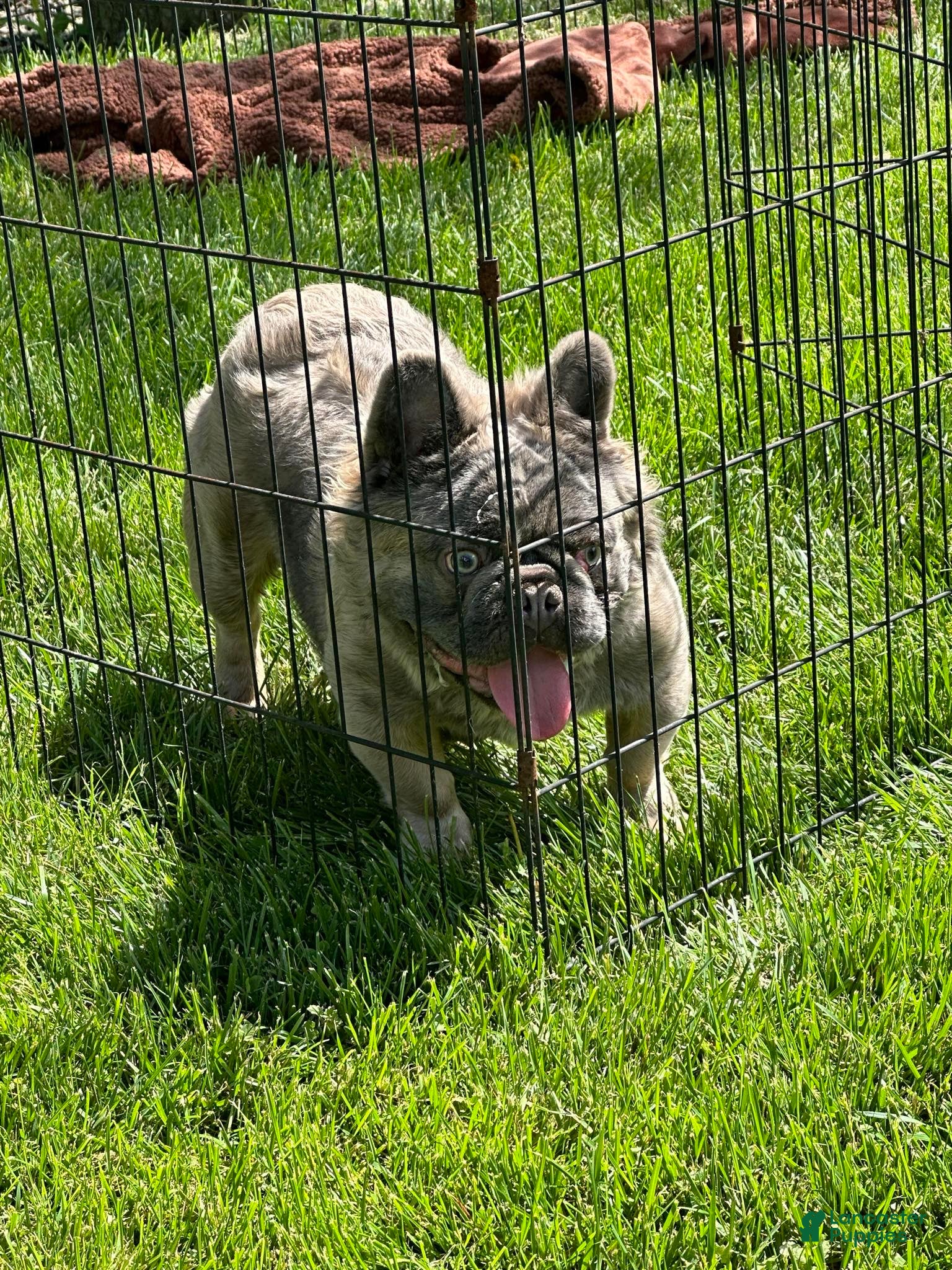 French Bulldog dogs Apollo - Ad 2