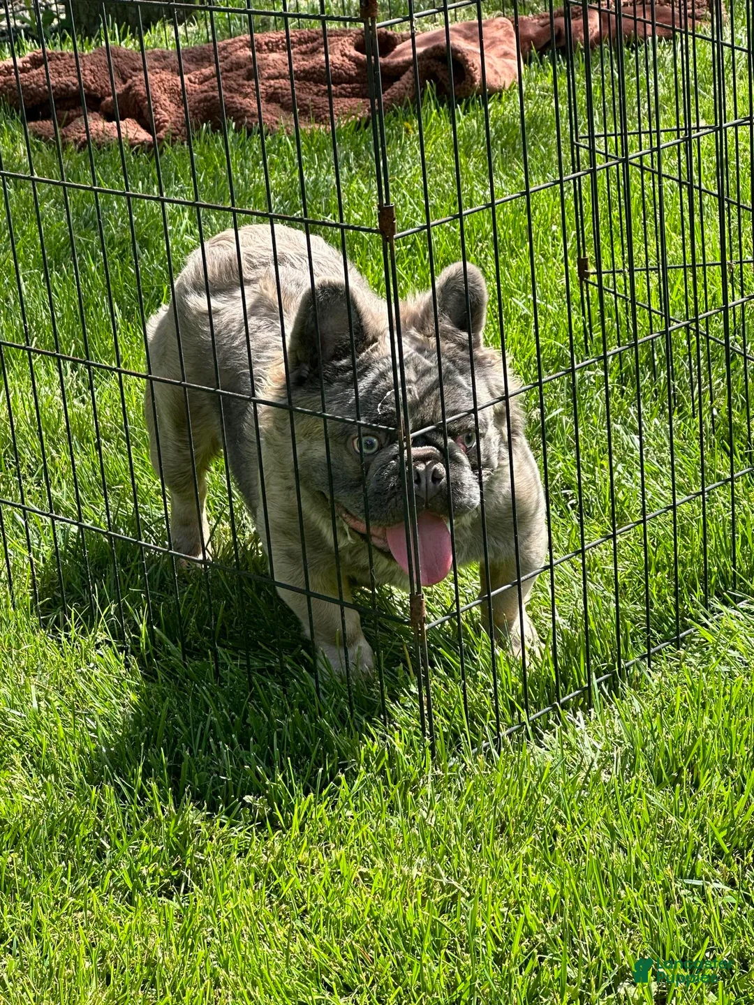 French Bulldog dogs for sale: Apollo - Ad 2