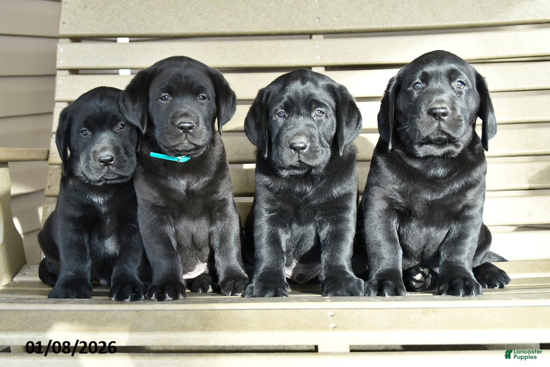 Labrador Retriever dogs for sale: Samson - Ad 5