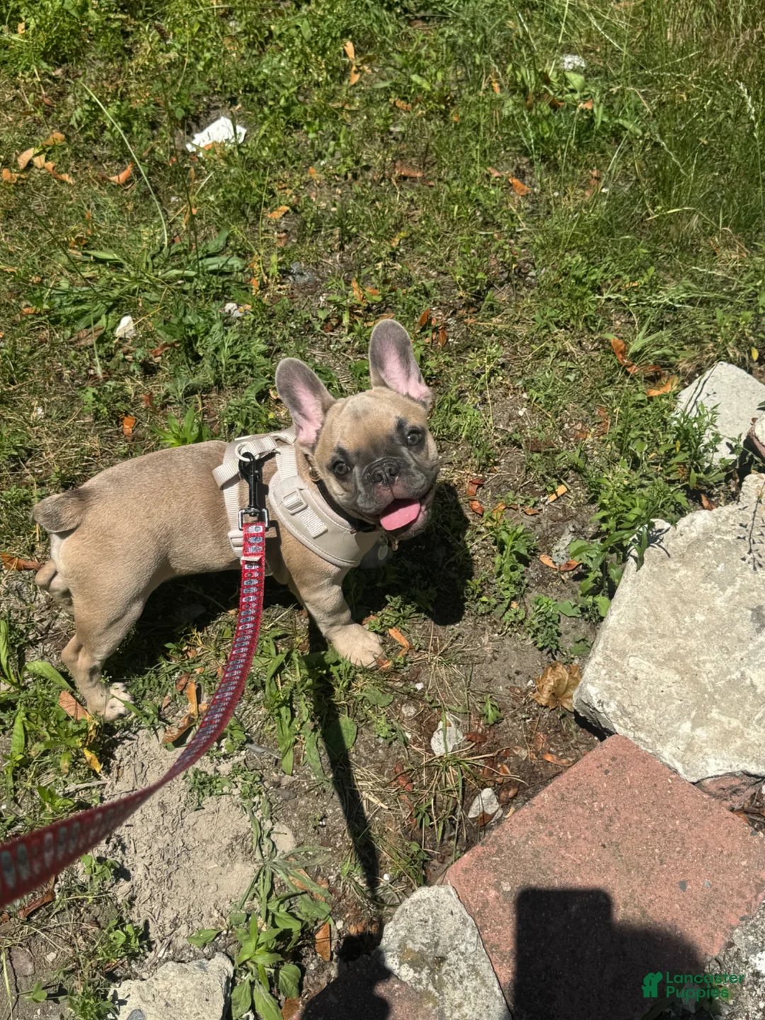 French Bulldog dogs for sale: French Bulldog Puppy 1 - Ad 5