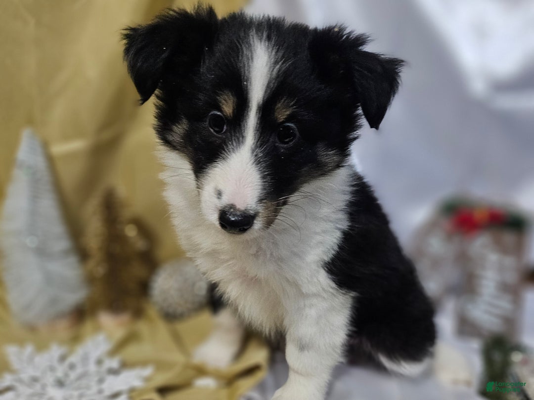 Shetland Sheepdog dogs for sale: Sugarplum - Ad 1