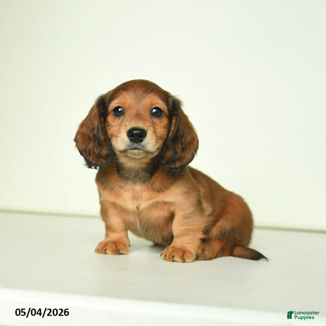 Miniature Dachshund dogs for sale: Dicky - Ad 1