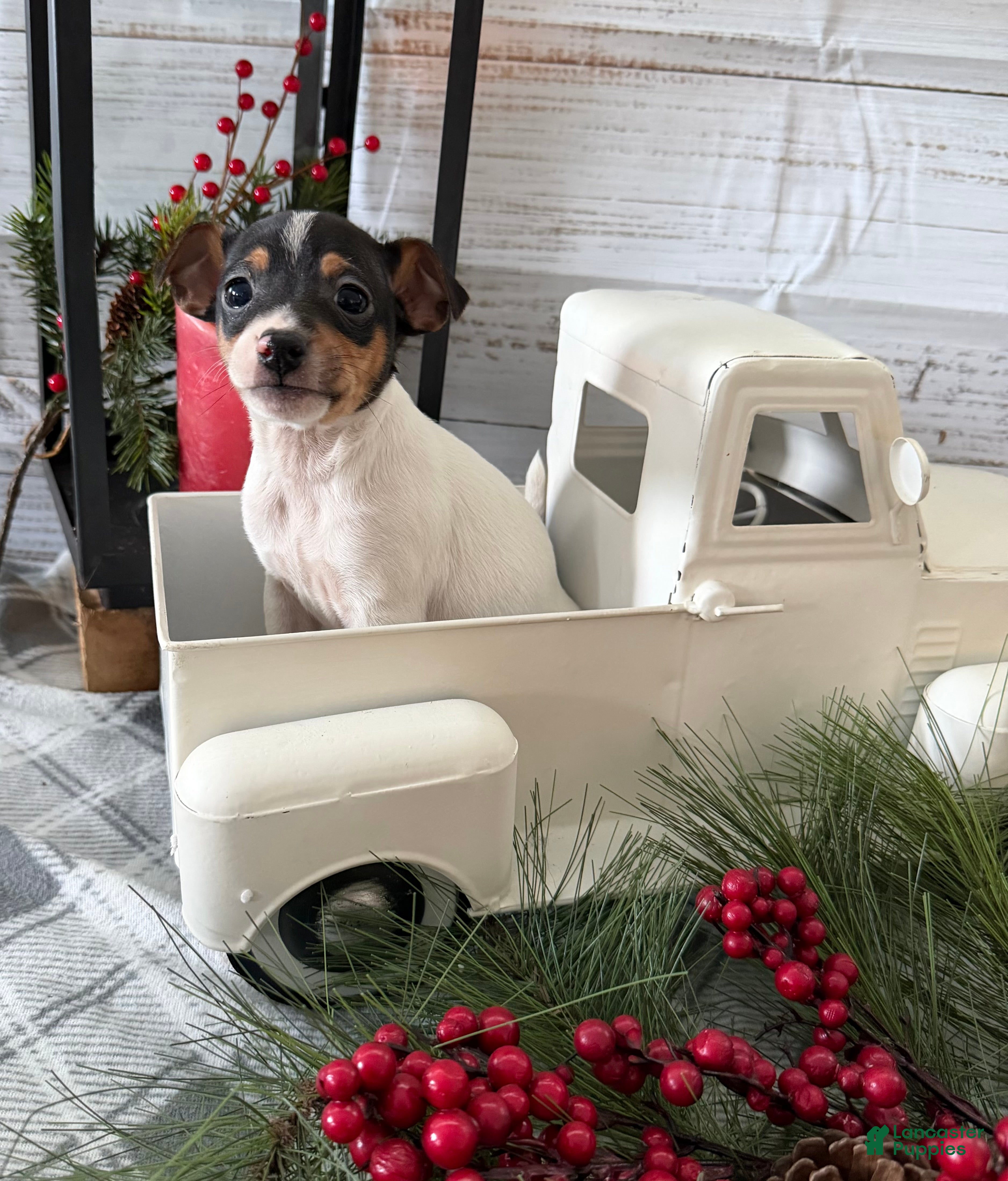 Toy Fox Terrier dogs Trooper - Ad 11