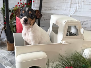 Toy Fox Terrier dogs Trooper - Ad 10