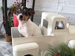 Toy Fox Terrier dogs Trooper - Ad 7