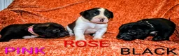 Presa Canario dogs for sale: Mr Neon  - Ad 110