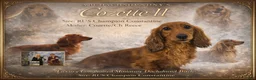 Miniature Dachshund dogs for sale: Black dapple Girl - Ad 4