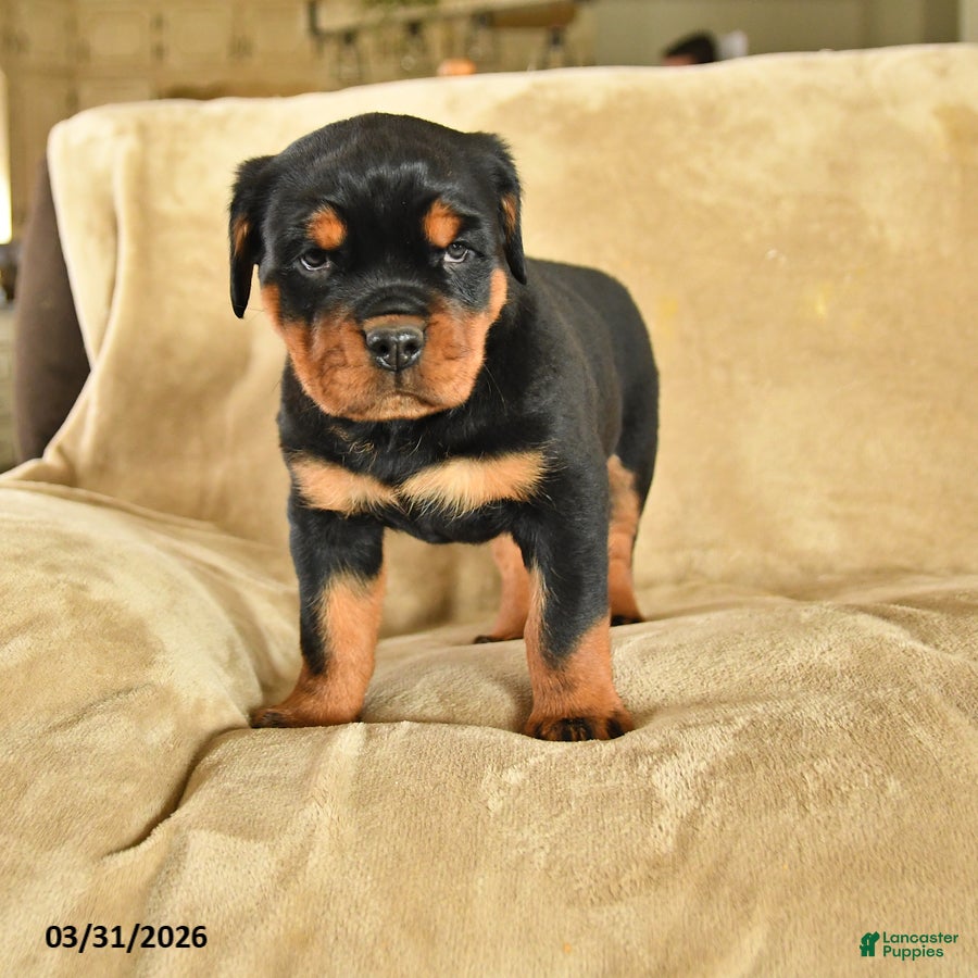 Rottweiler dogs Utah - Ad 1