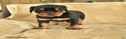 Rottweiler dogs for sale: Utah - Ad 1