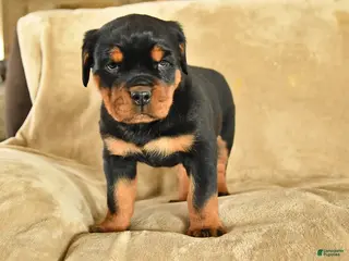 Rottweiler dogs for sale: Utah - Ad 2
