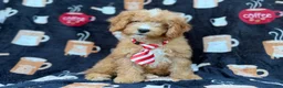 Cavapoo dogs for sale: Milo  - Ad 9