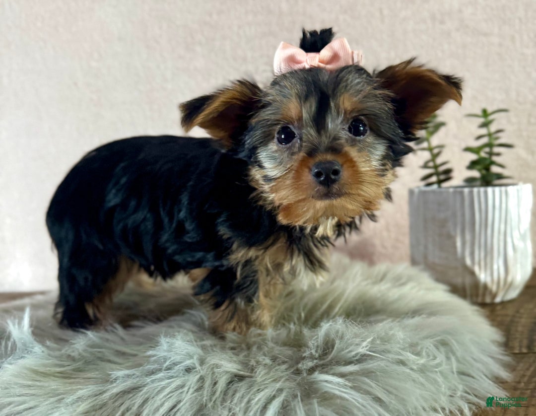 Yorkshire Terrier dogs for sale: Willow - Ad 3