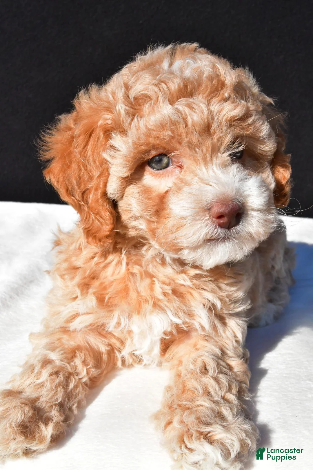 Maltipoo dogs for sale: Piper - Ad 9